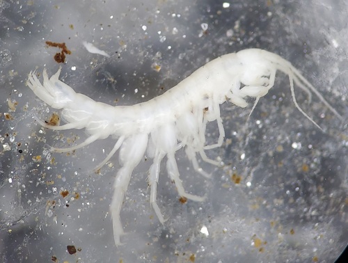 Potomac stygobromid