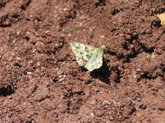 Muschampia lavatherae