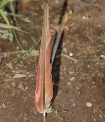 Enicognathus leptorhynchus