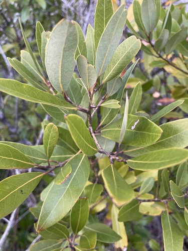 Redbay (Tamala borbonia)