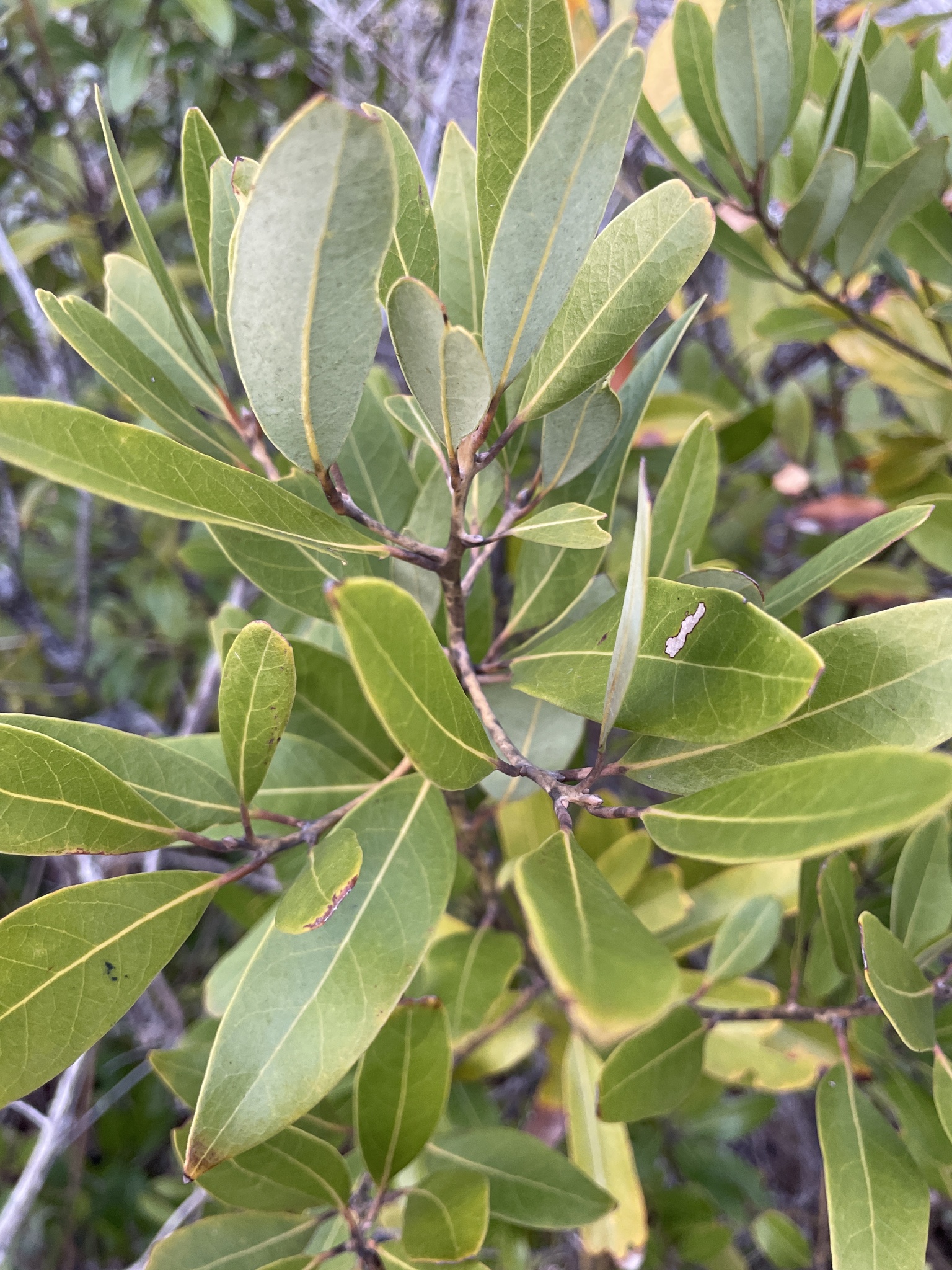 Redbay (Tamala borbonia)
