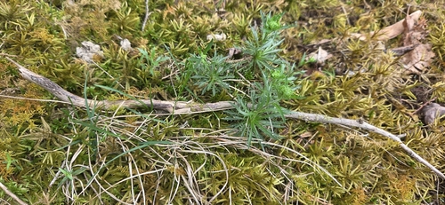 rocktwist (Draba ramosissima)