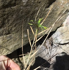 Carex tribuloides sangamonensis