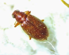 Melanophthalma