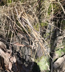 Carex tribuloides sangamonensis