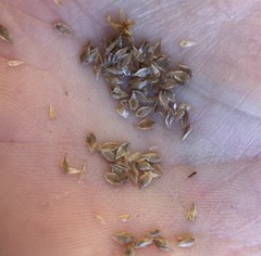 Carex tribuloides sangamonensis