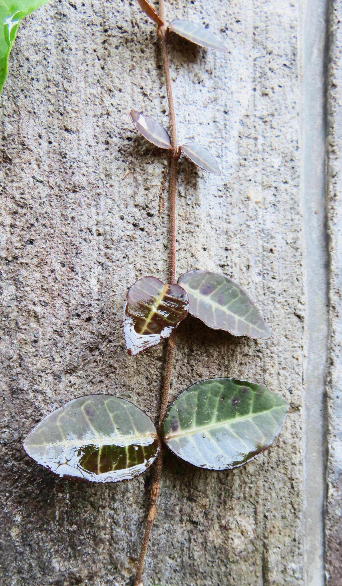 Trachelospermum Asiaticum (Trachelospermum asiaticum)