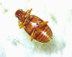 Melanophthalma