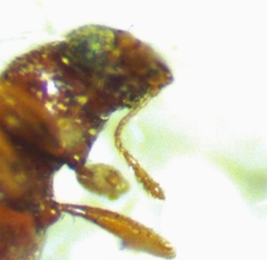 Melanophthalma