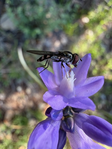 Unknown species found near Edgewood Park and Natural Preserve, Redwood City, CA, USA