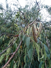 Prunus serotina capuli