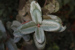 Eucryphia cordifolia