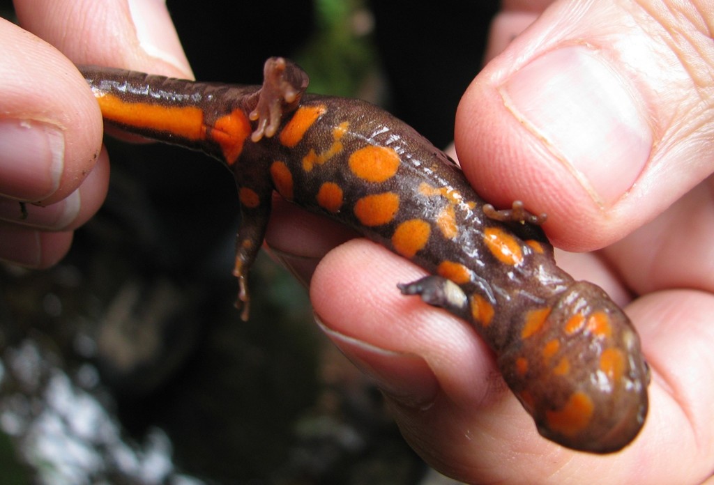 Fei's Stout Newt