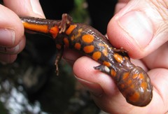 Fei's Stout Newt photo 1