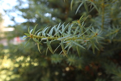 Podocarpus nubigenus