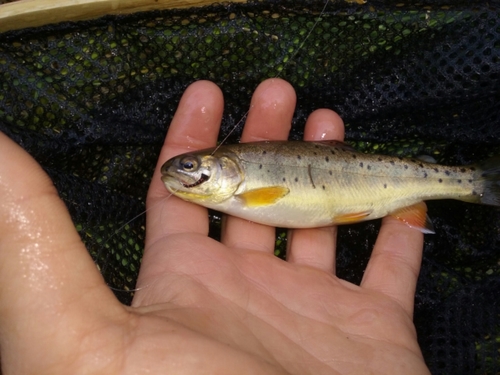 Apache Trout
