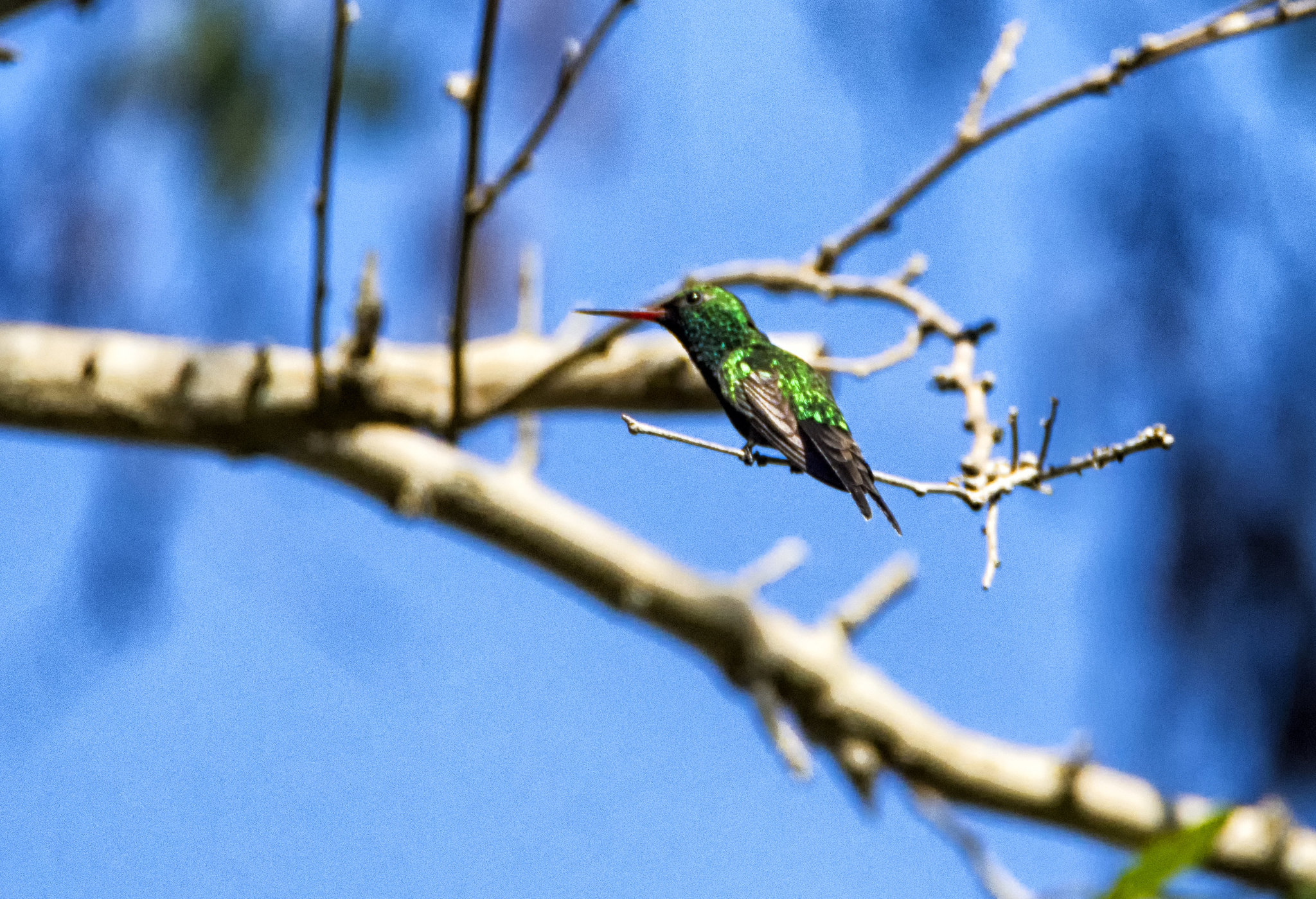 Golden-crowned Emerald illustration