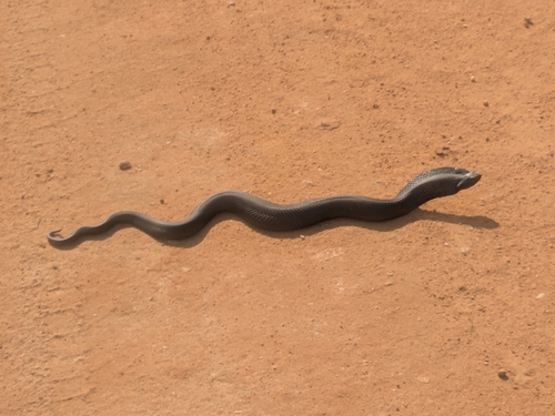 Eastern Hognose Snake