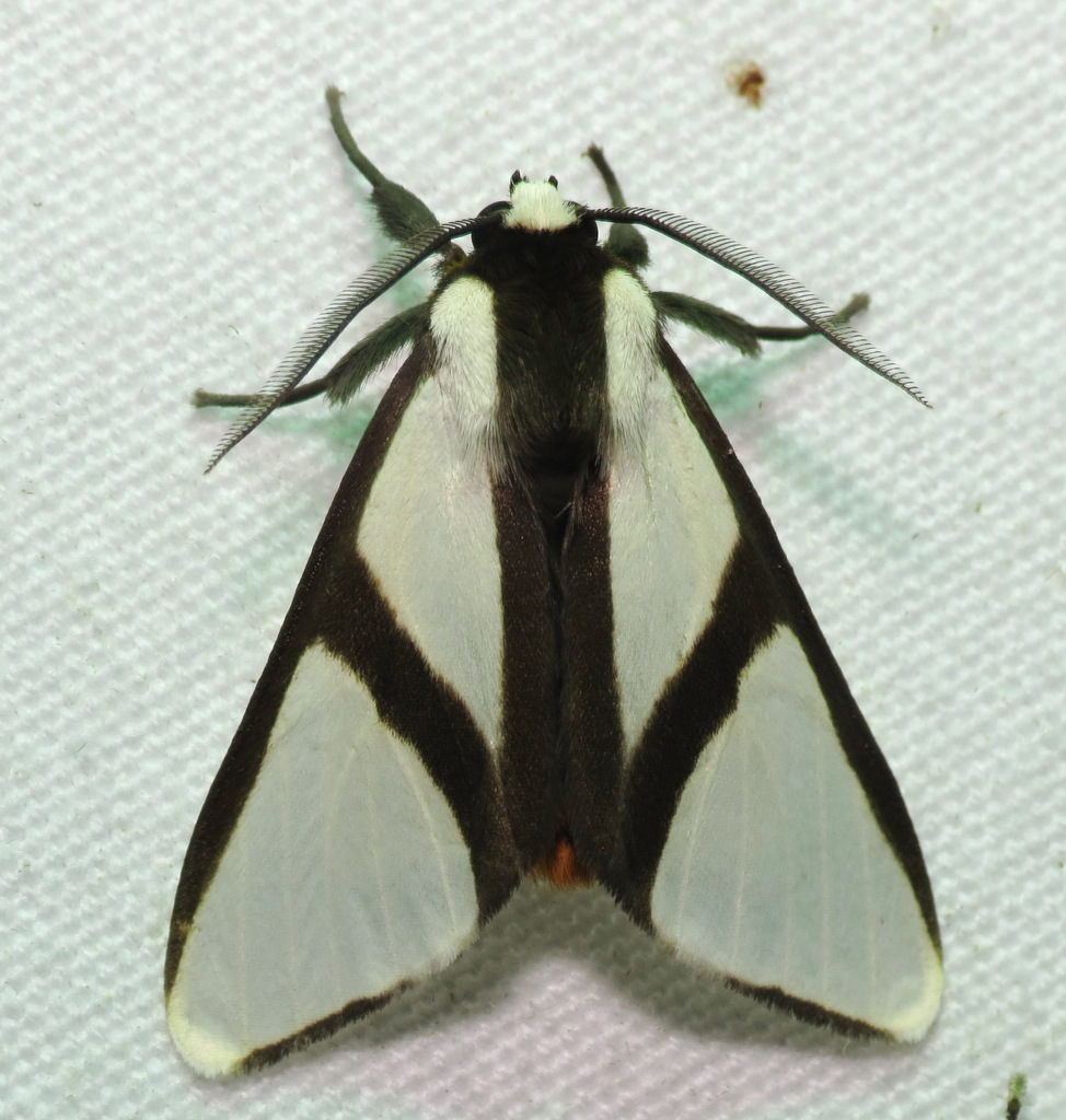 Turuptiana obliqua