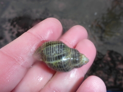 Acanthinucella spirata