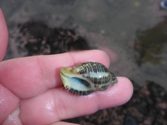 Acanthinucella spirata