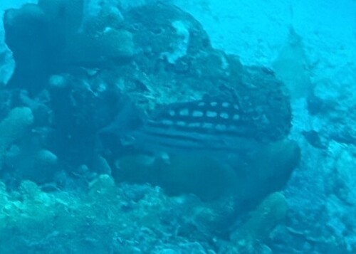 Checkered Snapper (Lutjanus decussatus)