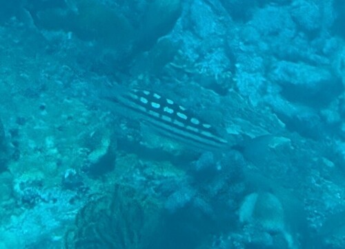 Checkered Snapper (Lutjanus decussatus)