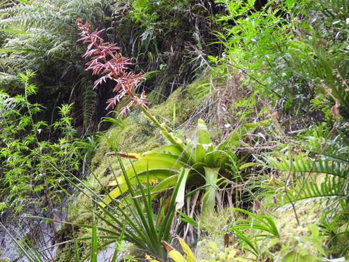 Tillandsia machupicchuensis, photograph 3