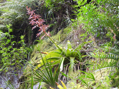 Tillandsia machupicchuensis, photograph author not stated, no rights reserved