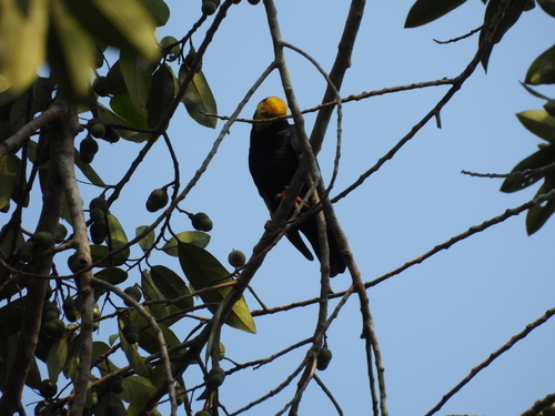 Golden-crested Myna (Ampeliceps coronatus), photo 2