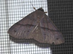 Ophyx eurrhoa