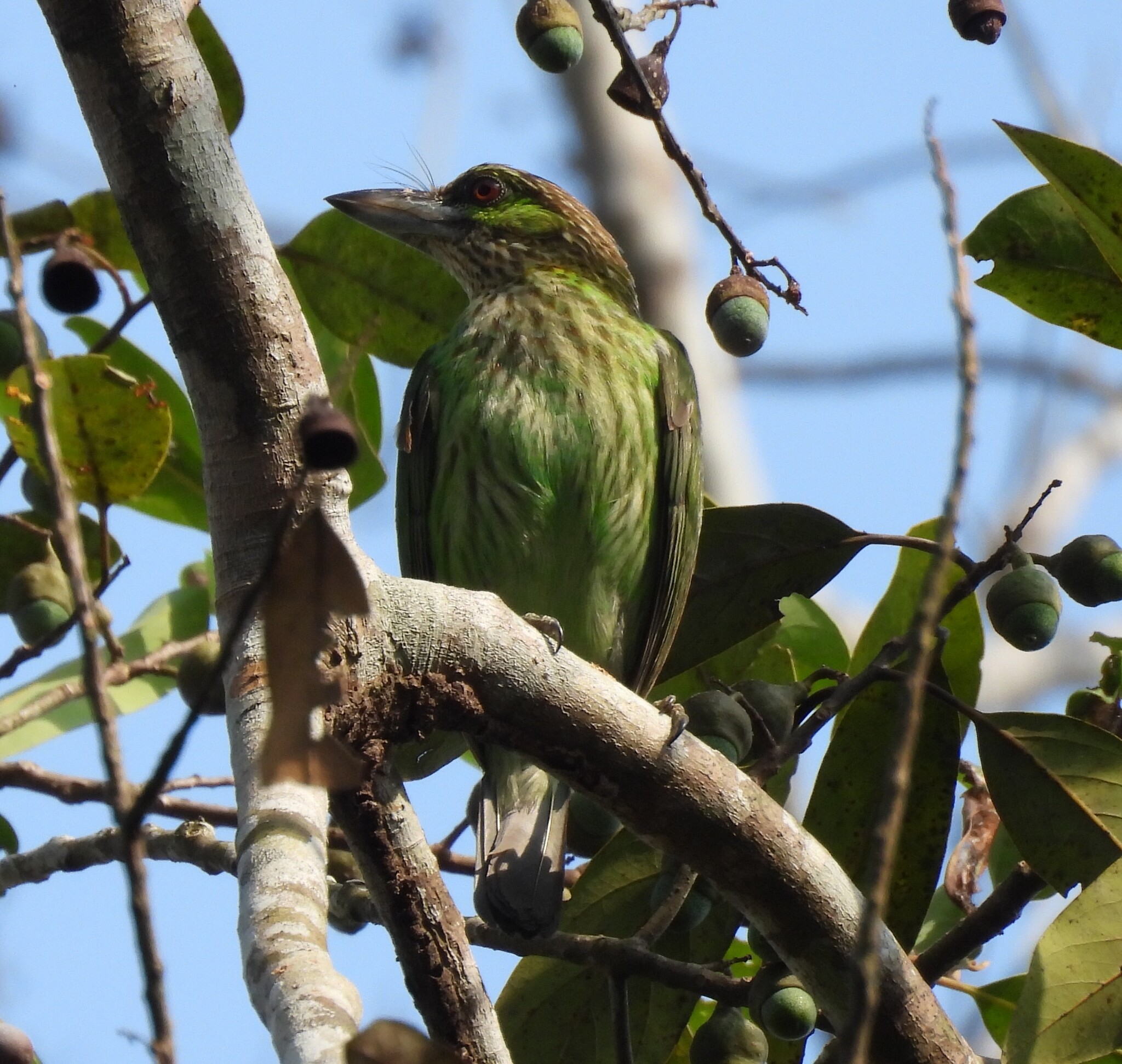 Green-eared Barbet (Psilopogon faiostrictus), photo 10