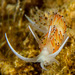 Facelina quatrefagesi - Photo (c) Emmanouil Darakis, some rights reserved (CC BY-NC), uploaded by Emmanouil Darakis