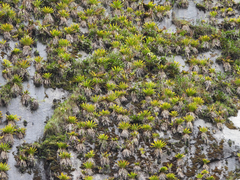 Tillandsia machupicchuensis, photograph author not stated, no rights reserved