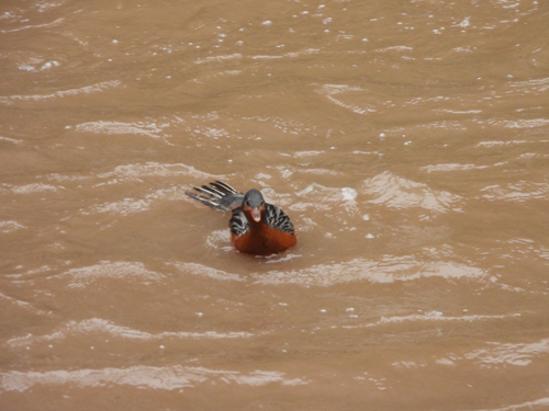 Torrent Duck (Merganetta armata), photo 7
