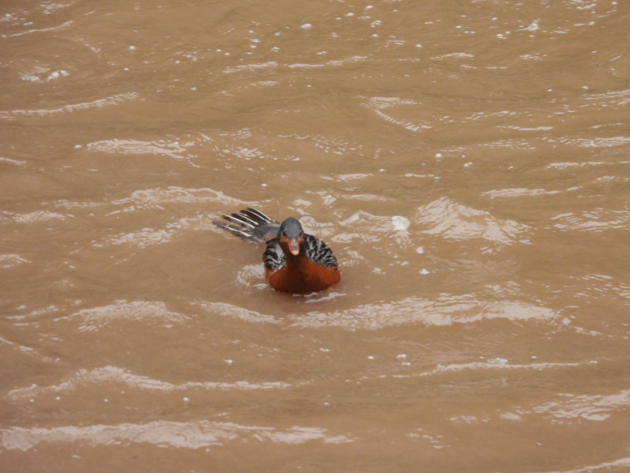 Torrent Duck (Merganetta armata), photo 9