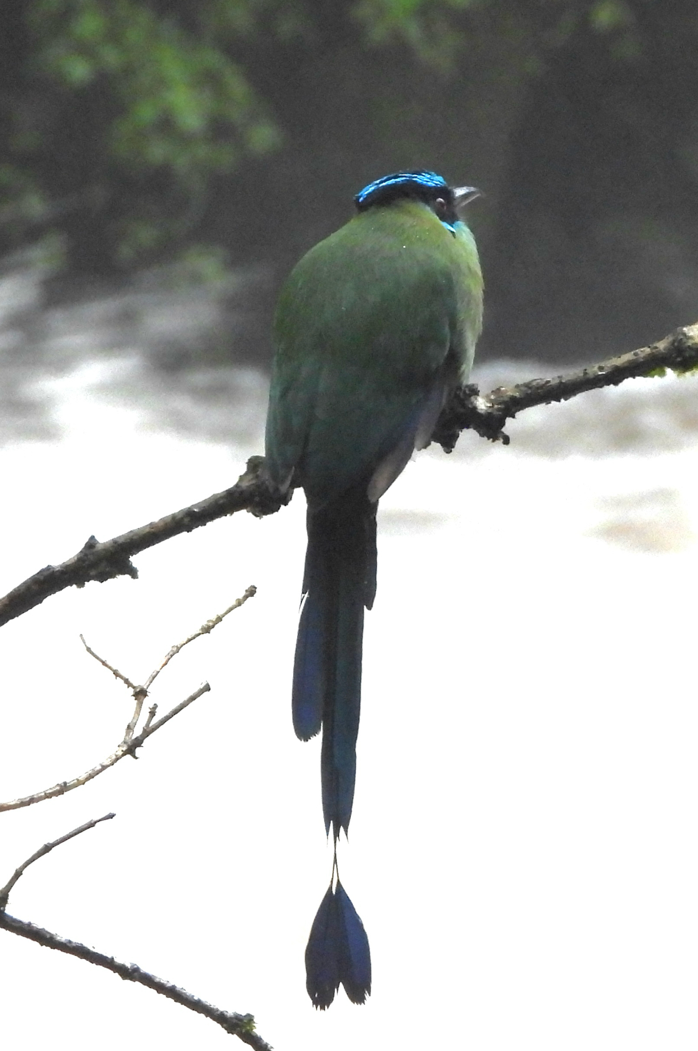 Andean Motmot (Momotus aequatorialis), photo 10