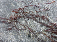 Gracilaria pacifica