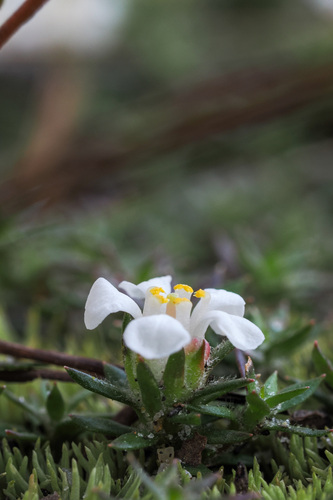 Pyxidanthera brevifolia, photograph 4