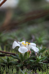 Pyxidanthera brevifolia, photograph author not stated, no rights reserved