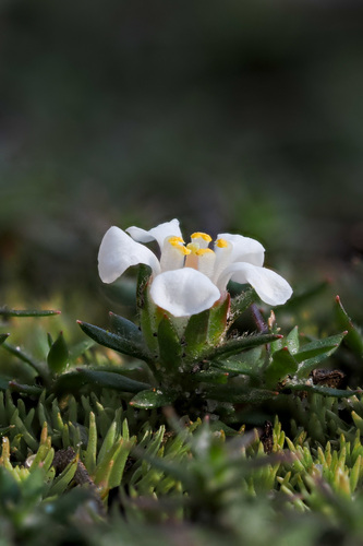 Pyxidanthera brevifolia, photograph 3