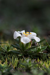 Pyxidanthera brevifolia, photograph author not stated, no rights reserved
