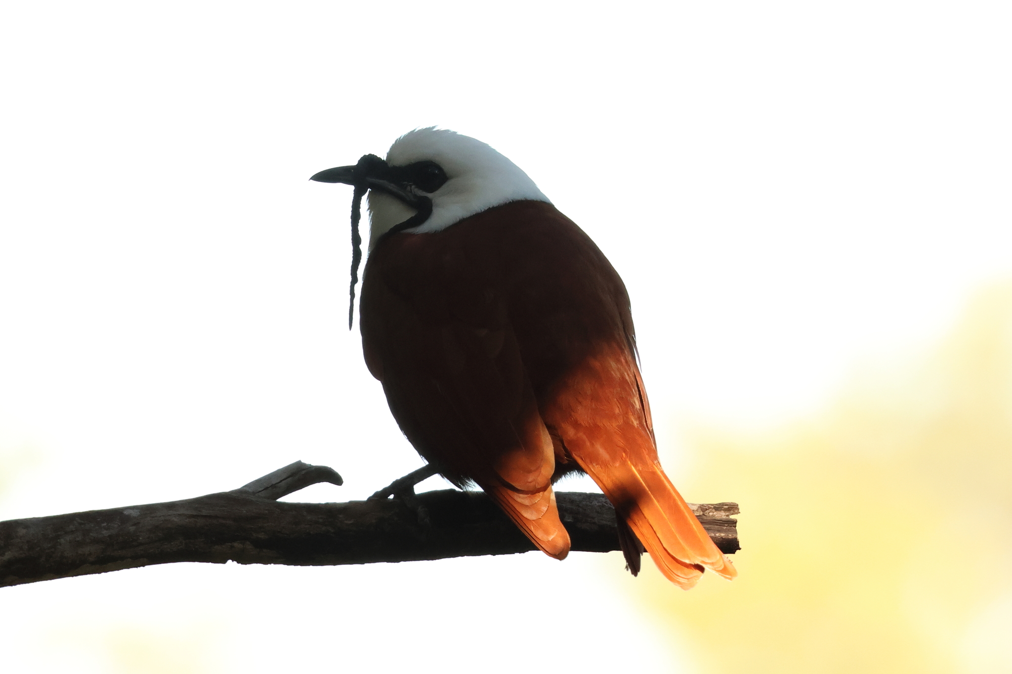 Three-wattled Bellbird (Procnias tricarunculatus), photo 5