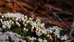Pyxidanthera brevifolia, photograph author not stated, no rights reserved
