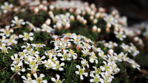 Pyxidanthera brevifolia, photograph 5