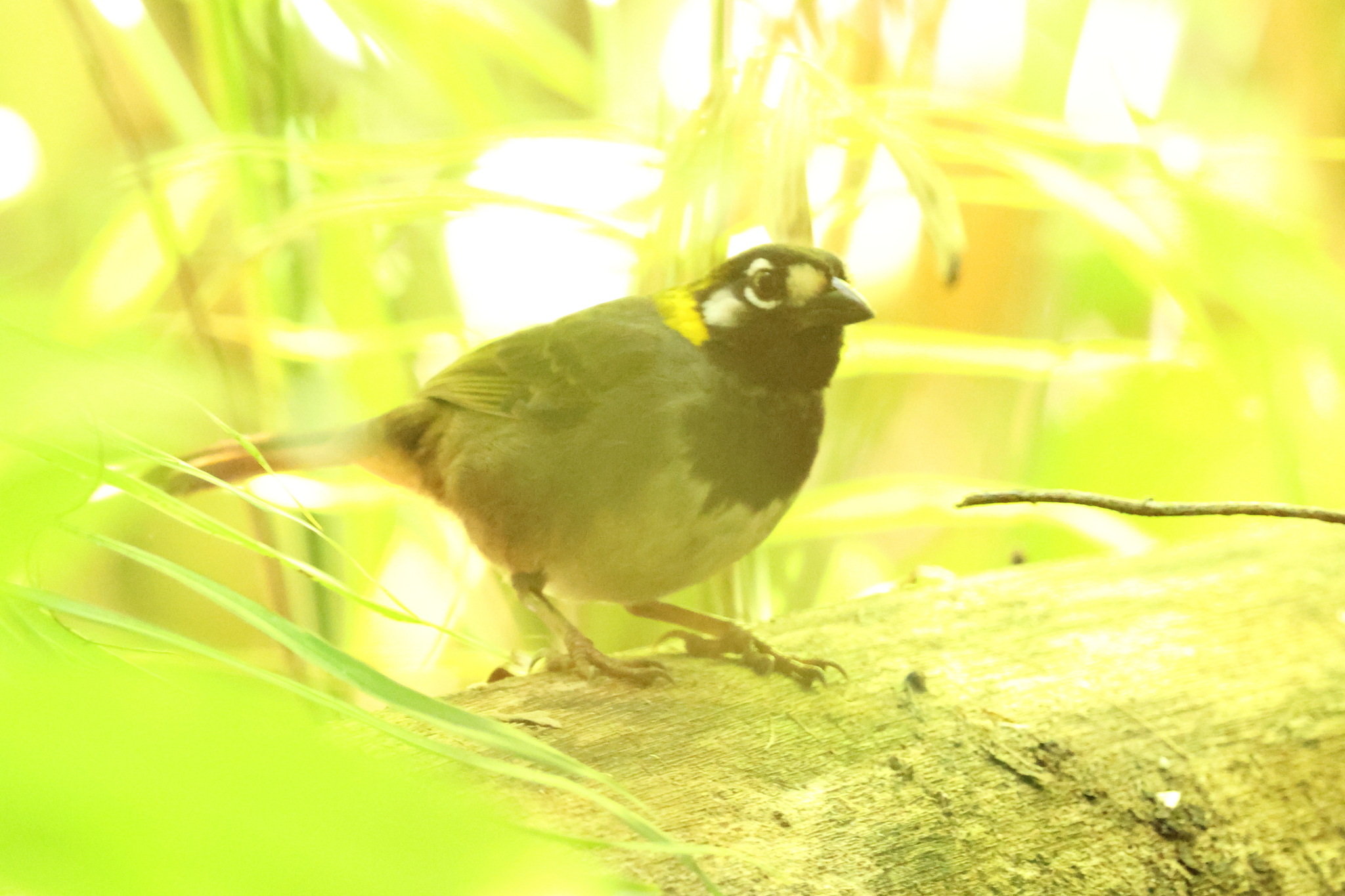 White-eared Ground Sparrow (Melozone leucotis), photo 4
