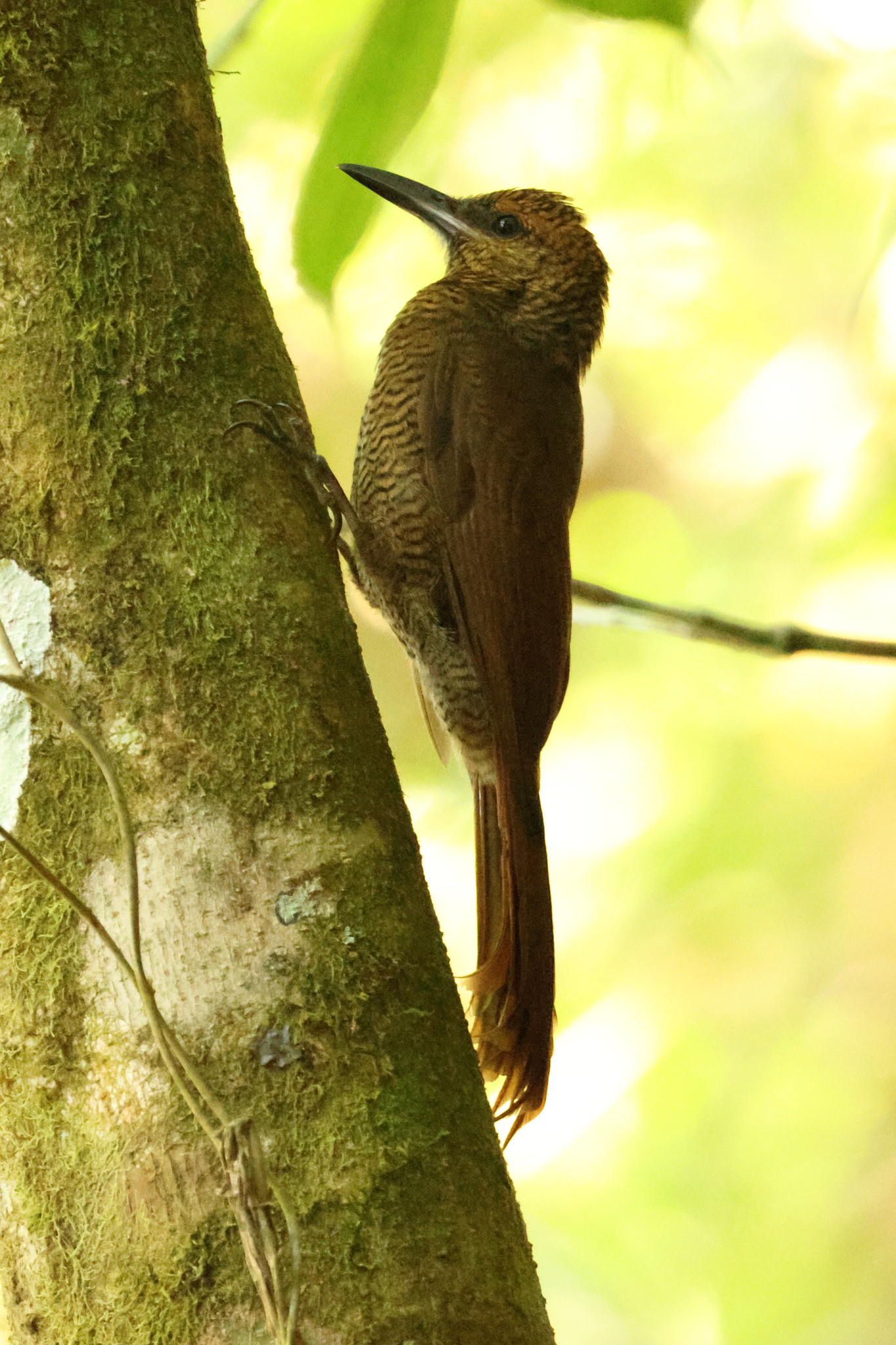 Northern Barred Woodcreeper (Dendrocolaptes sanctithomae), photo 10