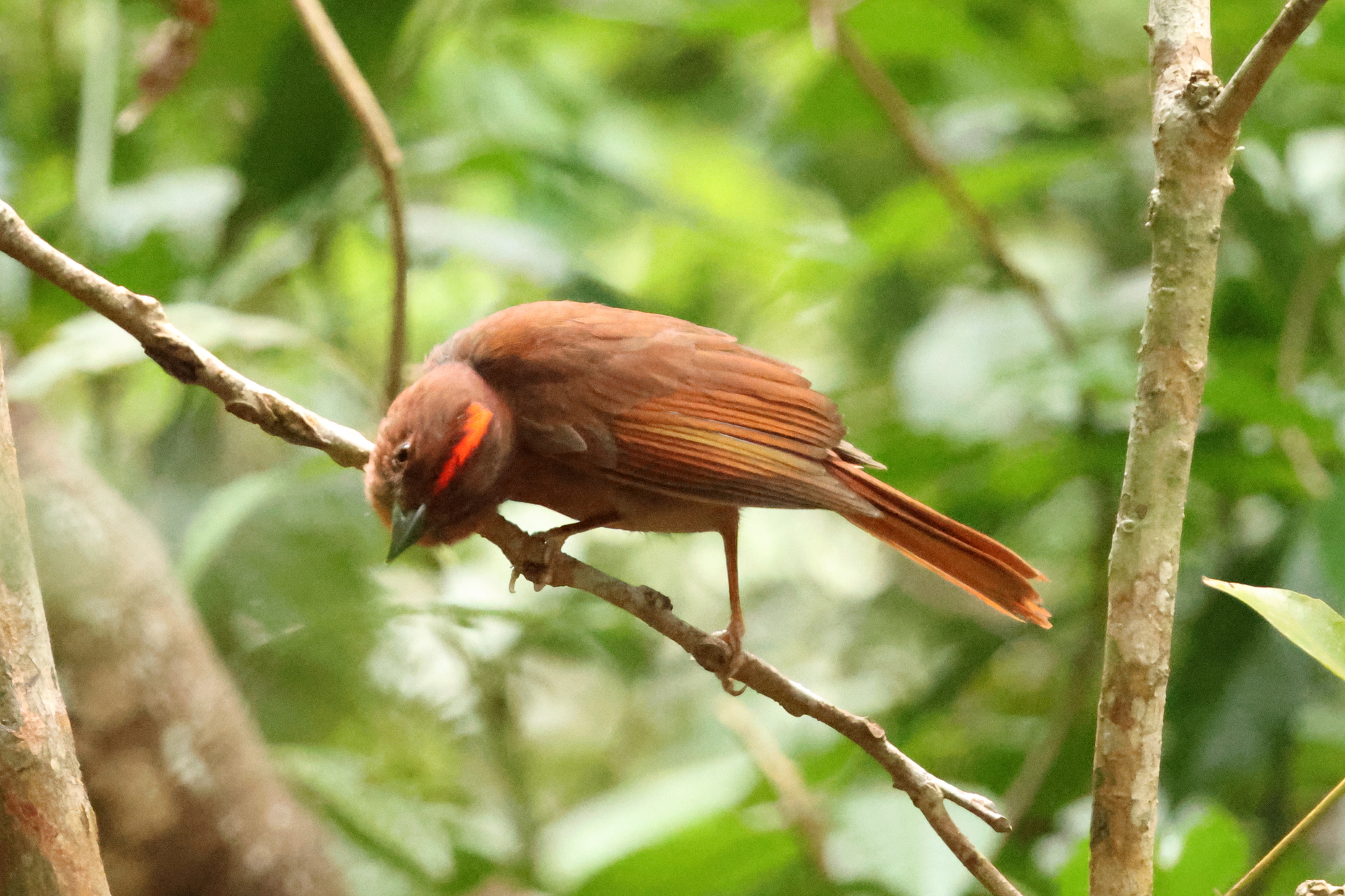 Red-crowned Ant Tanager (Habia rubica), photo 5