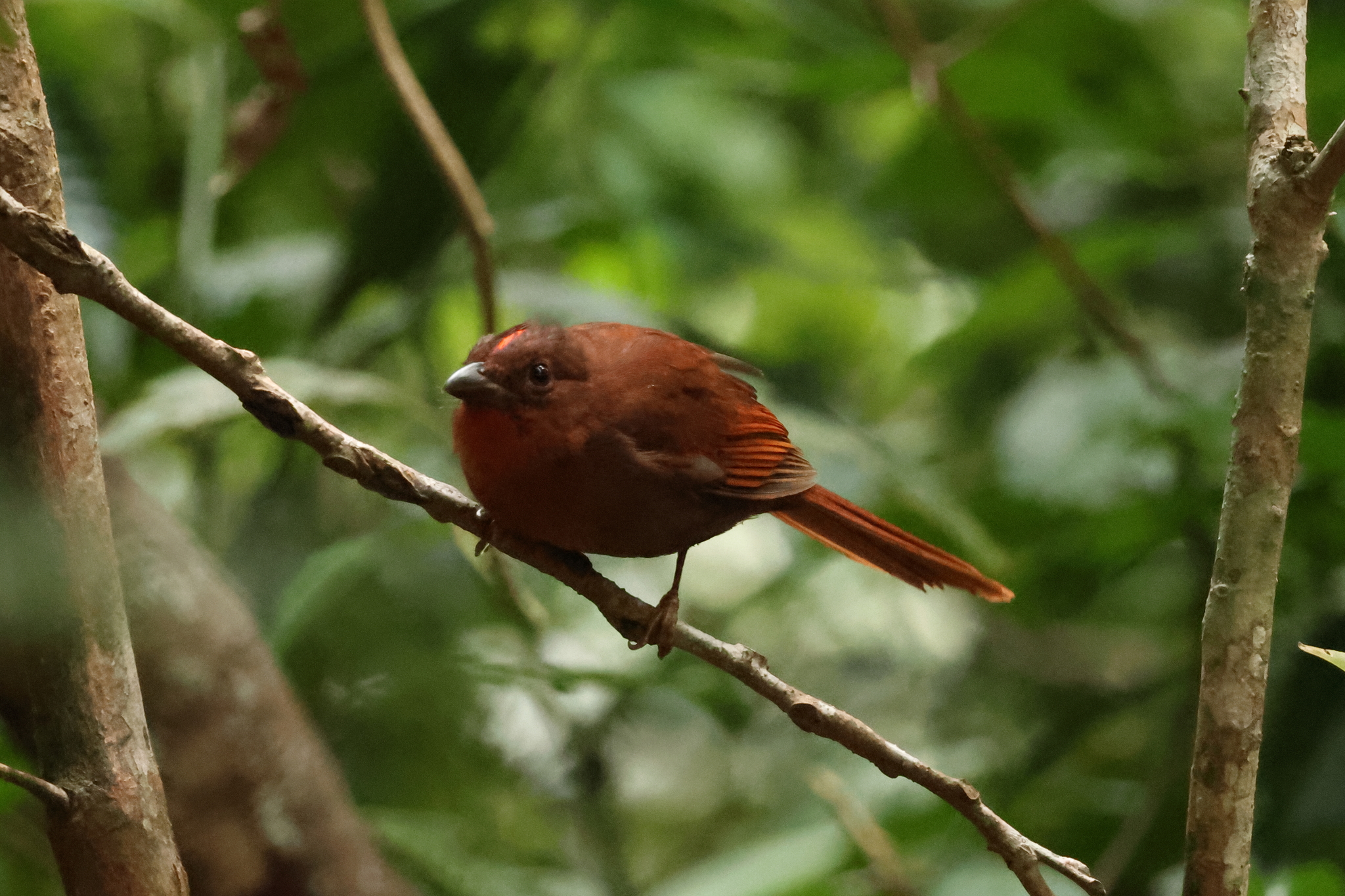 Red-crowned Ant Tanager (Habia rubica), photo 6
