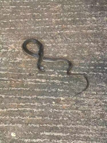 Yunnan Olive Keelback